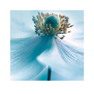 Japanese Anemone by Ian Winstanley Pricing Limited Edition Print image
