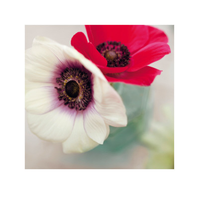 Red And White Anemones by Ian Winstanley Pricing Limited Edition Print image