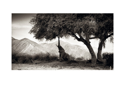 Elephant Hoanib Namibia by Philippe-Alexandre Chevallier Pricing Limited Edition Print image