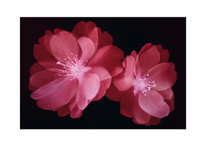 Red Blossom by Lisa Barber Pricing Limited Edition Print image