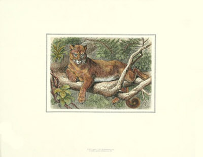 The Cougar by Friedrich Specht Pricing Limited Edition Print image