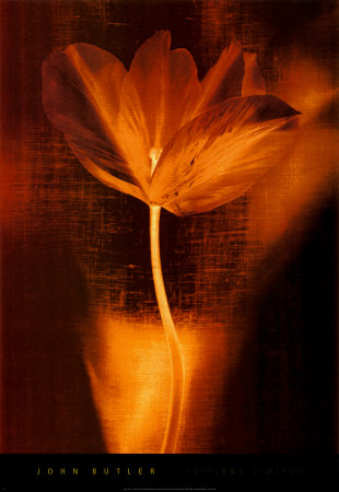Bronze Tulip I by John Butler Pricing Limited Edition Print image