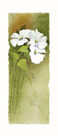 Hibiskus by Franz Heigl Pricing Limited Edition Print image