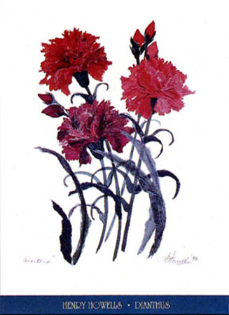 Dianthus by Henry Howells Pricing Limited Edition Print image