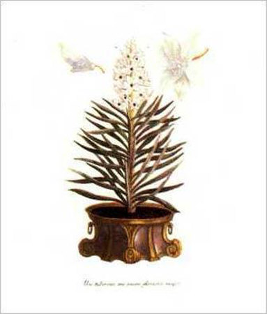 Aloe Yucca by Johann Wilhelm Weinmann Pricing Limited Edition Print image