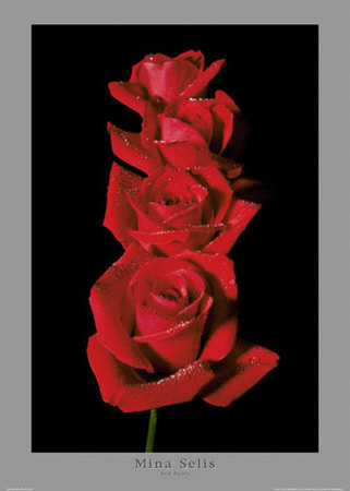Red Roses by Mina Selis Pricing Limited Edition Print image