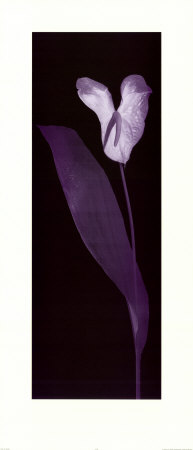 Exotic Bloom by Alfred Gockel Pricing Limited Edition Print image