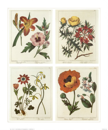Four Botanicals by Sydenham Teast Edwards Pricing Limited Edition Print image