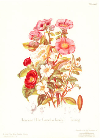Theaceae by Twining Pricing Limited Edition Print image