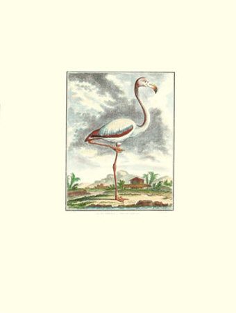 Flamingo by Georges-Louis Buffon Pricing Limited Edition Print image