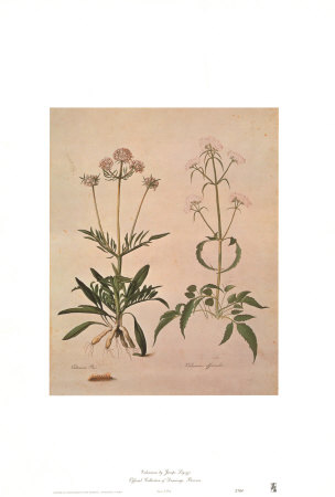 Valeriana by Jacopo Ligozzi Pricing Limited Edition Print image