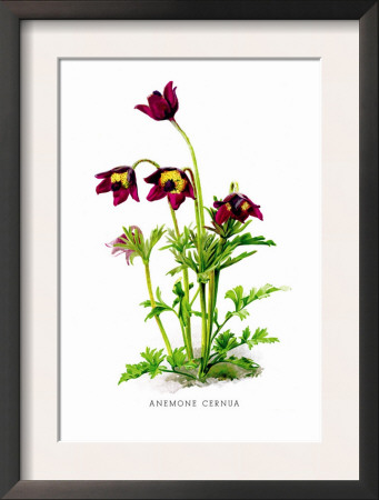 Anemone Cernua by H.G. Moon Pricing Limited Edition Print image