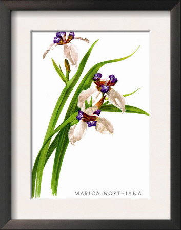 Marica Northiana by H.G. Moon Pricing Limited Edition Print image