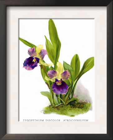 Zygopetalum Discolor Atrocoeruleum by H.G. Moon Pricing Limited Edition Print image
