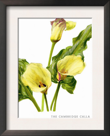 The Cambridge Calla by H.G. Moon Pricing Limited Edition Print image