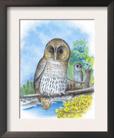 The Barred Owl by Theodore Jasper Pricing Limited Edition Print image