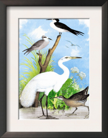 The Great White Egret by Theodore Jasper Pricing Limited Edition Print image