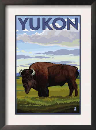 Yukon, Canada - Bison Solo, C.2009 by Lantern Press Pricing Limited Edition Print image