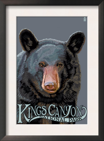 Kings Canyon Nat'l Park - Black Bear Up Close - Lp Poster, C.2009 by Lantern Press Pricing Limited Edition Print image