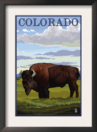 Colorado Buffalo Solo, C.2009 by Lantern Press Pricing Limited Edition Print image