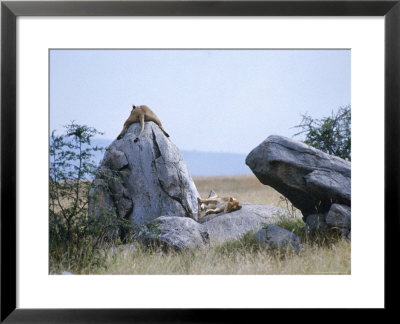 Lioness, Serengeti, East Africa by John Dominis Pricing Limited Edition Print image