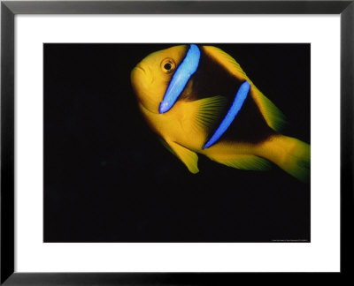 Yellow And Blue Anemone Fish by Stuart Westmoreland Pricing Limited Edition Print image