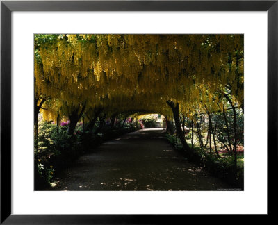 Bodnant Garden, Laburnum, Wales by Mark Dyball Pricing Limited Edition Print image