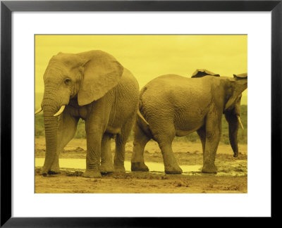 Elephants At Waterhole, Addo Elephant National Park, South Africa by Walter Bibikow Pricing Limited Edition Print image