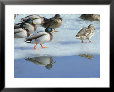 Mallard Ducks At Edge Of Water In Snow by Tony Ruta Pricing Limited Edition Print image