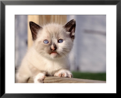Four-Week-Old Kitten by Frank Siteman Pricing Limited Edition Print image