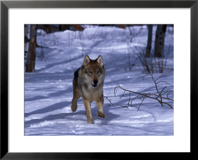 Gray Wolf Running In Snow By Trees, Canis Lupus by Lynn M. Stone Pricing Limited Edition Print image