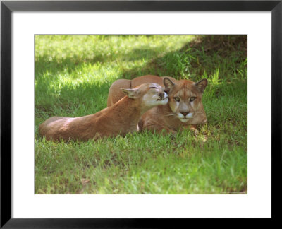 Lions Sitting On Grass by Pat Canova Pricing Limited Edition Print image