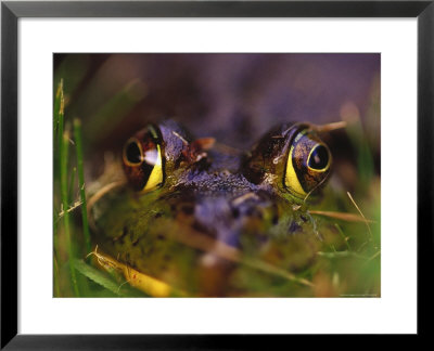 Green Frog Sitting In Grass, Bothell, Wa by Jim Corwin Pricing Limited Edition Print image