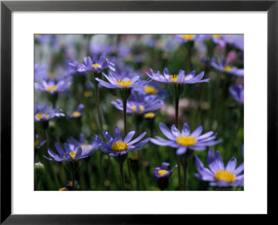 Purple Flowers by Mitch Diamond Pricing Limited Edition Print image