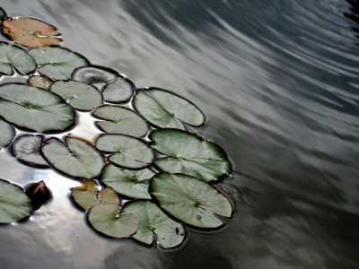 Lilypads by Diana Pappas Pricing Limited Edition Print image