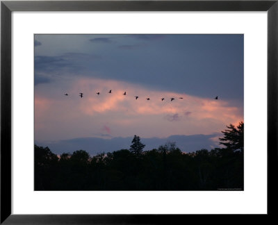 Birds Flying by Keith Levit Pricing Limited Edition Print image