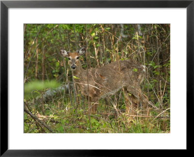 Deer In Lake Of The Woods, Ontario, Canada by Keith Levit Pricing Limited Edition Print image