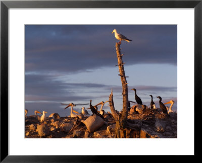 Birds At Sunset, Canada by Keith Levit Pricing Limited Edition Print image