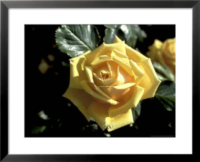 Rosa Barbara Richards Hybrid Tea Dickson 1930 by David Askham Pricing Limited Edition Print image