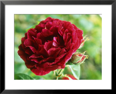 Rosa Prince Charles (Bourbon Rose), Dark Red Flower by Mark Bolton Pricing Limited Edition Print image