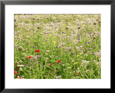 Informal Meadow Planting Chaumont Garden Festival, France 1999 by Mark Bolton Pricing Limited Edition Print image