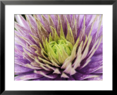 Clematis (Crystal Fountain), Close-Up Of Lilac Flower by Ruth Brown Pricing Limited Edition Print image