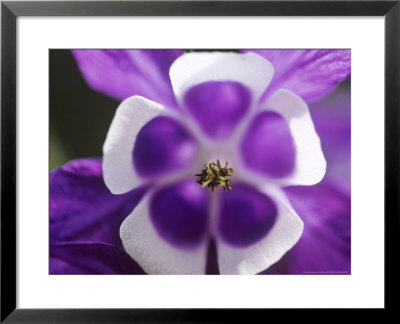 Aquilegia Vulgaris (Culverwort) by Ruth Brown Pricing Limited Edition Print image