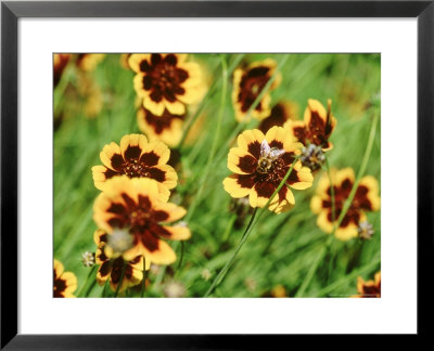 Yellow Flower With Contrasting Coloured Centre And Bee (Cosmidium Burridgeanum Phillipine) by Ruth Brown Pricing Limited Edition Print image