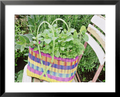 Herbs Planted In Brightly Coloured Plastic Basket by Linda Burgess Pricing Limited Edition Print image