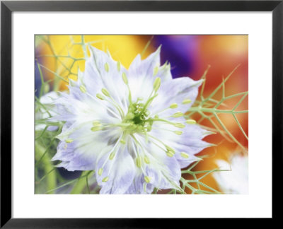 Nigella Damascena (Love-In-A-Mist) by Linda Burgess Pricing Limited Edition Print image