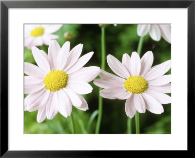 Argyranthemum Summer Pink by Chris Burrows Pricing Limited Edition Print image