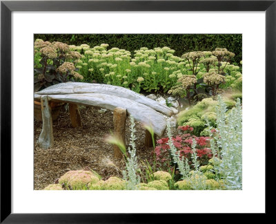 Wooden Seat Surrounded By Sedum Spectable, Autumn Joy by Carole Drake Pricing Limited Edition Print image