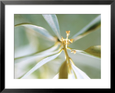 Olea Europaea (Olive) Close-Up Of Leaves & Flowers by Carole Drake Pricing Limited Edition Print image