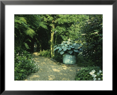 Shady Border, Foliage Plants And Hosta In Large Container Gravel Path, Orchards by Ron Evans Pricing Limited Edition Print image